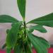 Sadnice - sobne biljke: FIKUS Synadenium grantii - veci, slika2